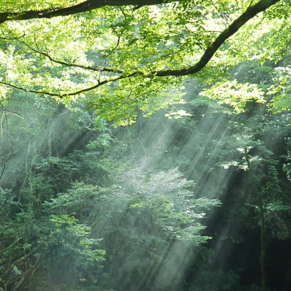 Background image of forest with sun light